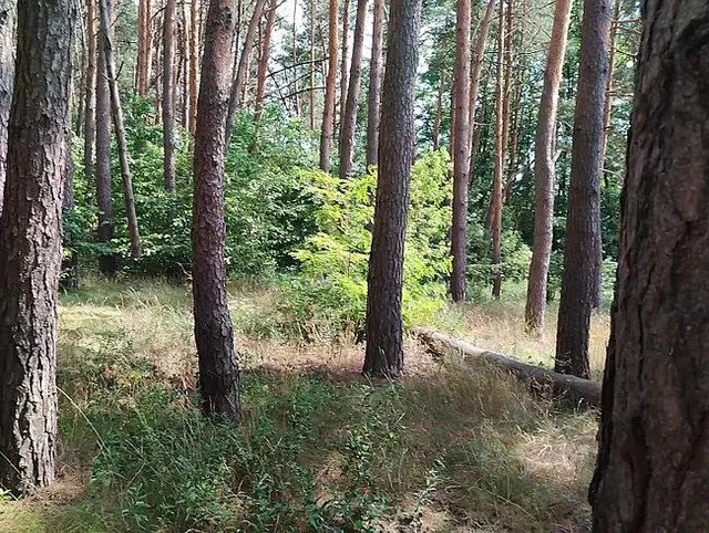 Sex in Wald mit schwarzhaarige und Sperma in den Arsch