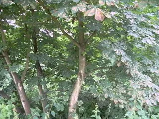 Schönes Outdoor-Videos von 2007 Blasen in Jeans oben ohne na ich war ein Luder