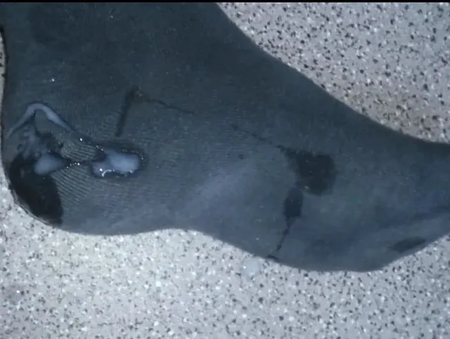 Meine Wochensocken besamen