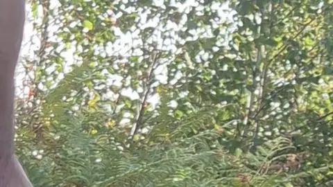 Waldspaziergang mit kleiner Versuchung zwischen Bäumen und Blättern